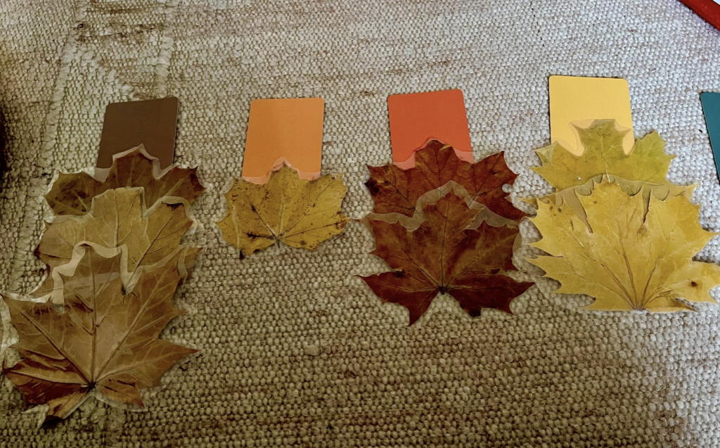 Őszi barangoló - színkártyák, levelekkel